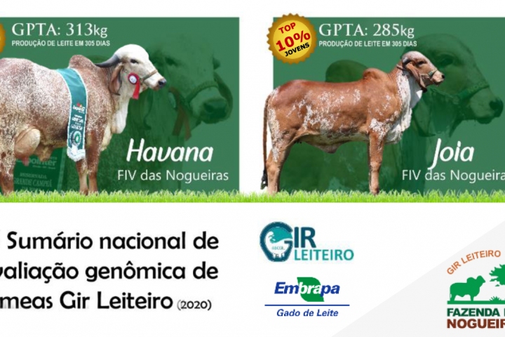 Foto da Notícia Duas fêmeas da Fazenda das Nogueiras estão entre as 10% melhores para produção de leite na avaliação genômica nacional do Gir Leiteiro de 2020